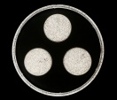 ���������� ������ L2973/470/3+1 LED (Black) � ��������-�������� �������� ����