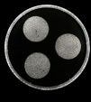 ���������� ������ L2973/470/3+1 LED (Black) � ��������-�������� �������� ����